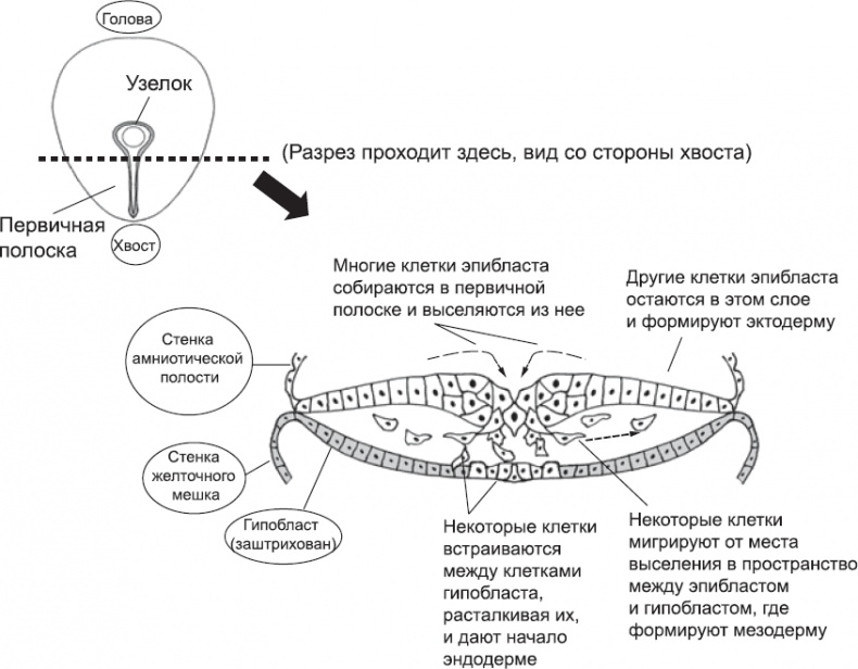Онтогенез. От клетки до человека Онтогенез. От клетки до человека