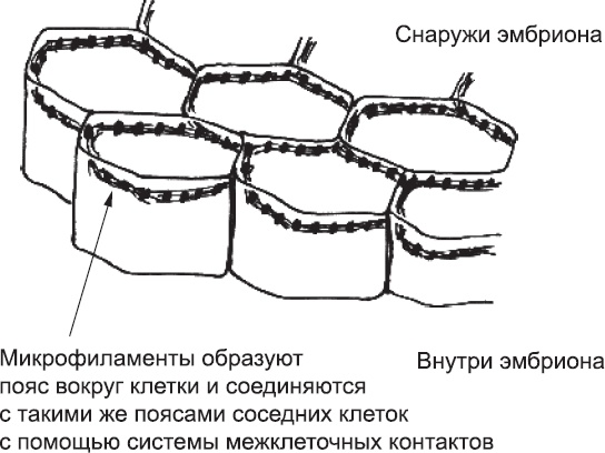 Онтогенез. От клетки до человека Онтогенез. От клетки до человека