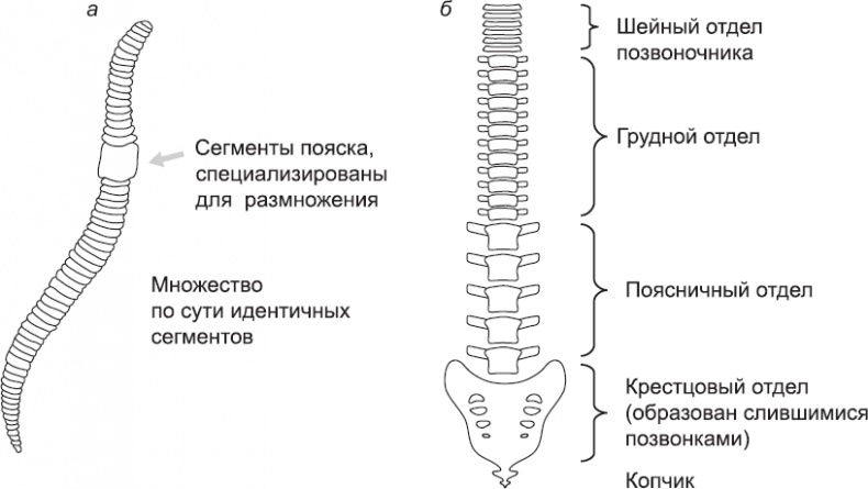 Онтогенез. От клетки до человека Онтогенез. От клетки до человека