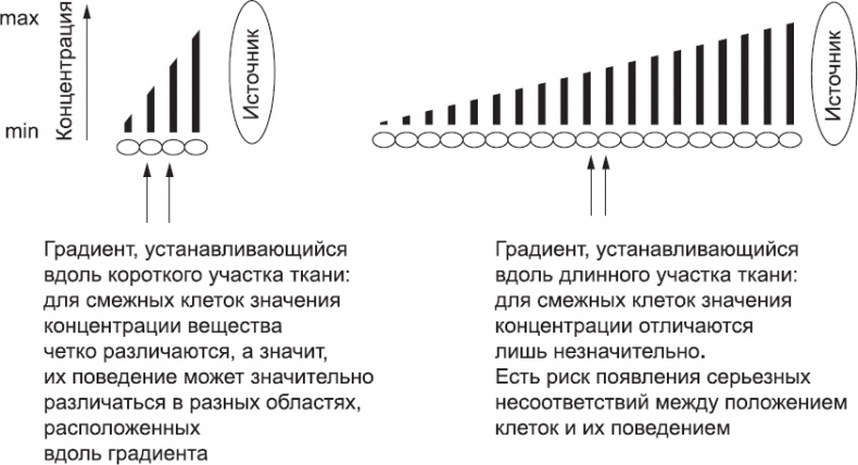 Онтогенез. От клетки до человека Онтогенез. От клетки до человека