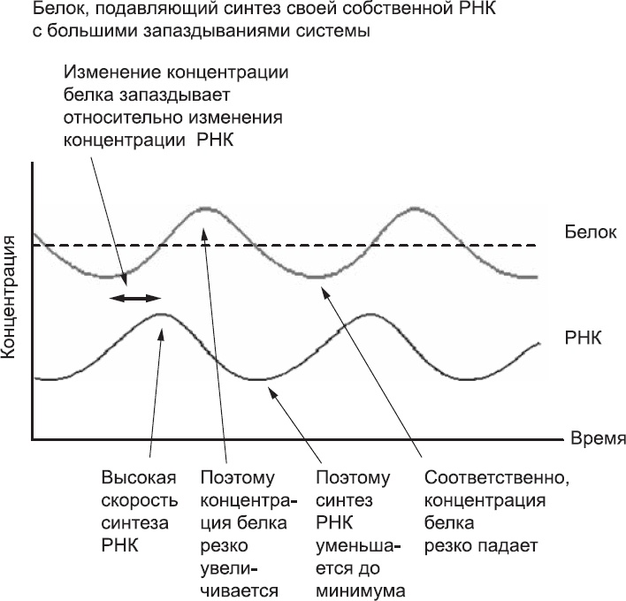 Онтогенез. От клетки до человека Онтогенез. От клетки до человека