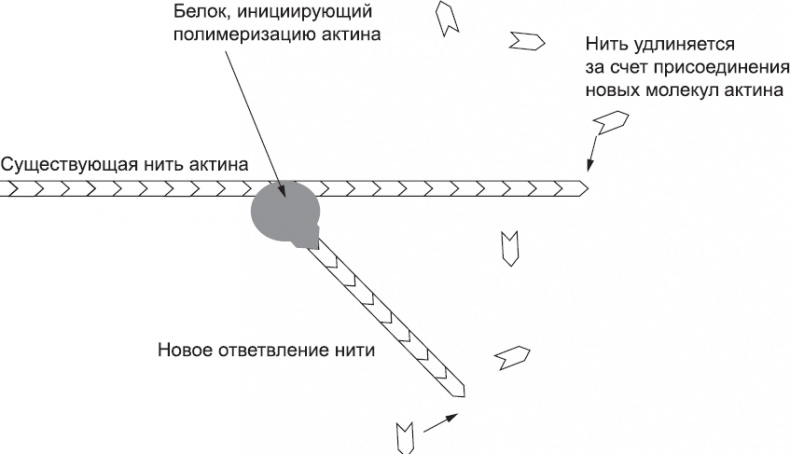 Онтогенез. От клетки до человека Онтогенез. От клетки до человека