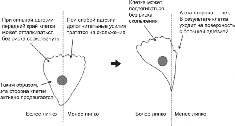 Онтогенез. От клетки до человека Онтогенез. От клетки до человека
