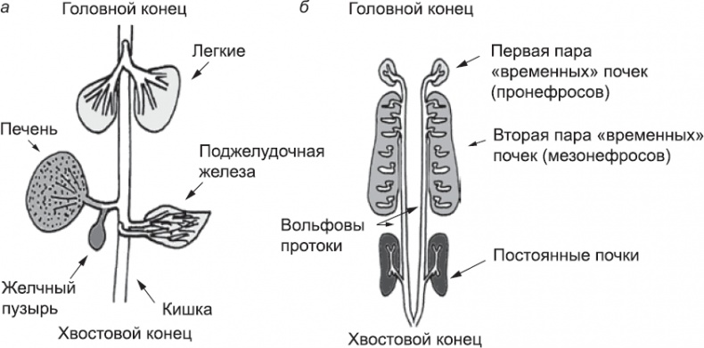 Онтогенез. От клетки до человека Онтогенез. От клетки до человека