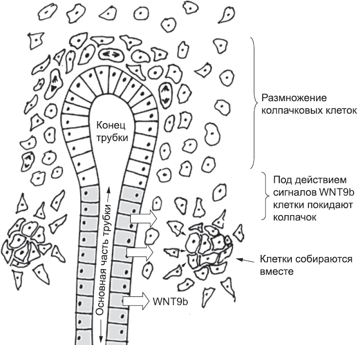 Онтогенез. От клетки до человека Онтогенез. От клетки до человека