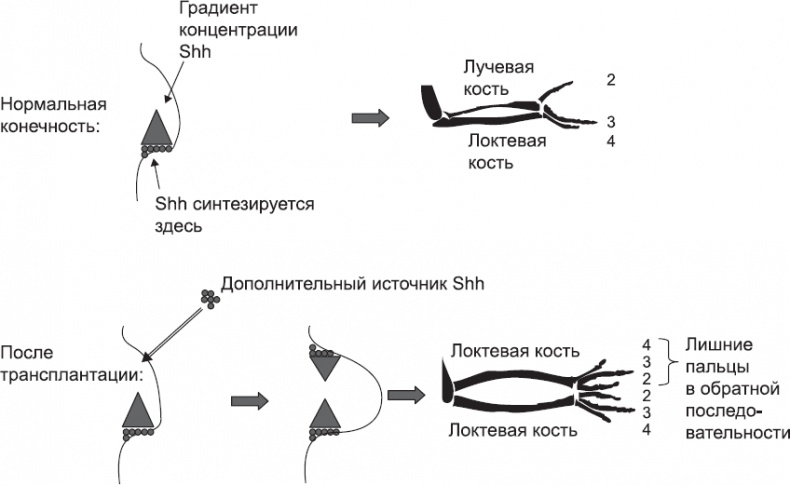 Онтогенез. От клетки до человека Онтогенез. От клетки до человека