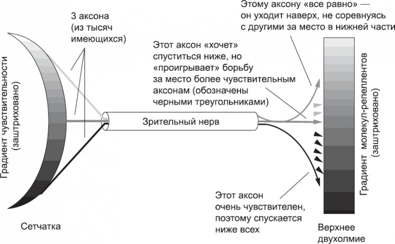 Онтогенез. От клетки до человека Онтогенез. От клетки до человека