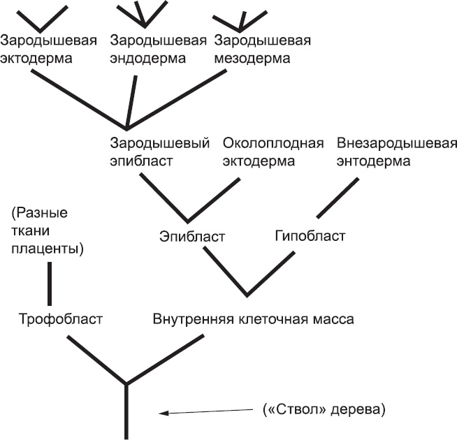 Онтогенез. От клетки до человека Онтогенез. От клетки до человека
