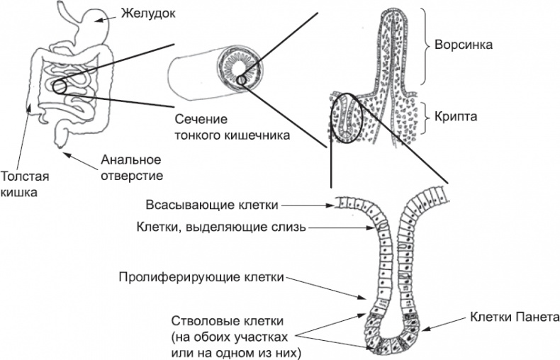 Онтогенез. От клетки до человека Онтогенез. От клетки до человека