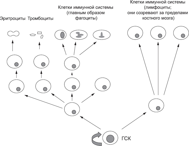 Онтогенез. От клетки до человека Онтогенез. От клетки до человека