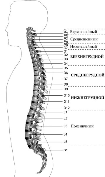 Чтобы спина не болела Чтобы спина не болела