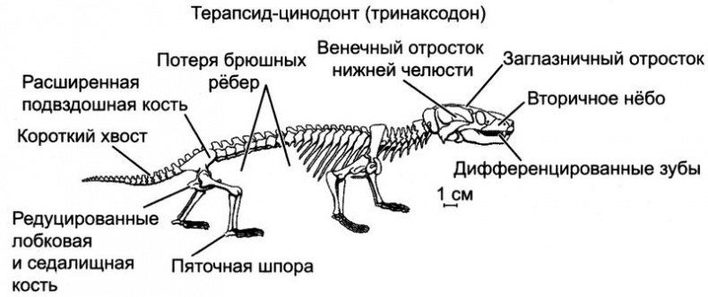 Отпечатки жизни. 25 шагов эволюции и вся история планеты Отпечатки жизни. 25 шагов эволюции и вся история планеты