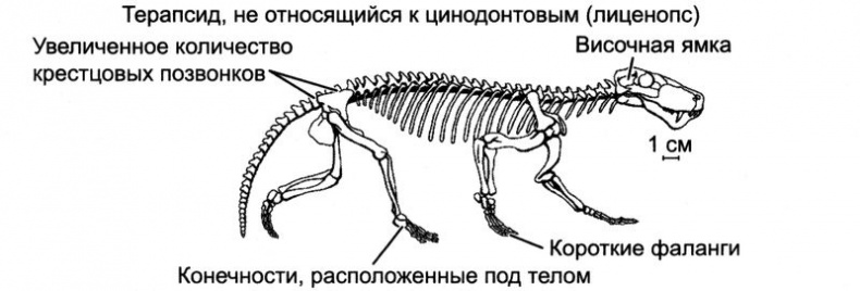 Отпечатки жизни. 25 шагов эволюции и вся история планеты Отпечатки жизни. 25 шагов эволюции и вся история планеты