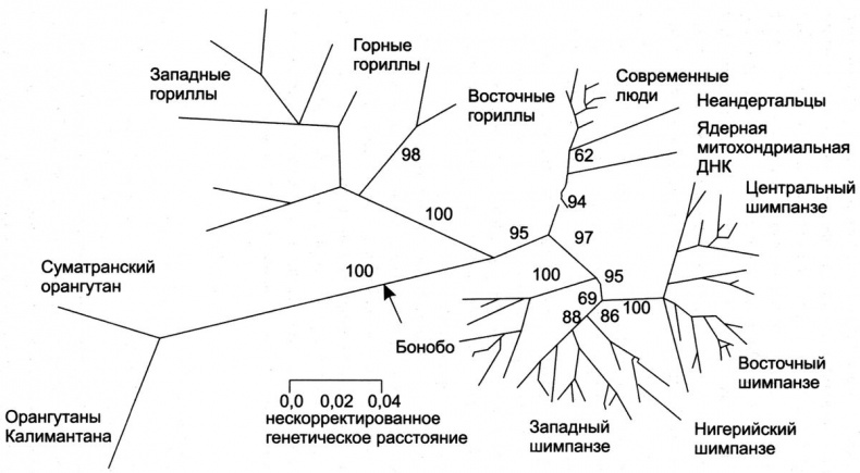 Отпечатки жизни. 25 шагов эволюции и вся история планеты Отпечатки жизни. 25 шагов эволюции и вся история планеты