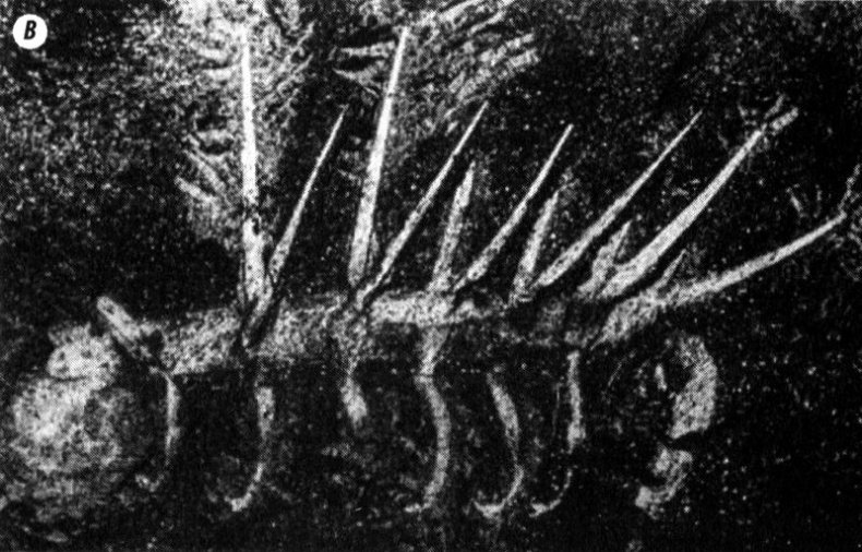 Отпечатки жизни. 25 шагов эволюции и вся история планеты