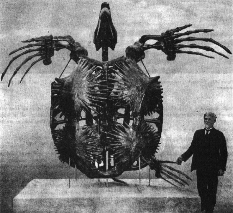 Отпечатки жизни. 25 шагов эволюции и вся история планеты Отпечатки жизни. 25 шагов эволюции и вся история планеты