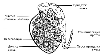 Главная книга о женском здоровье