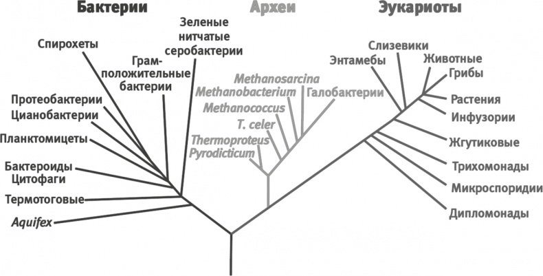 Вопрос жизни. Энергия, эволюция и происхождение сложности