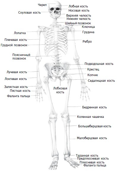Как избавиться от боли в спине Как избавиться от боли в спине