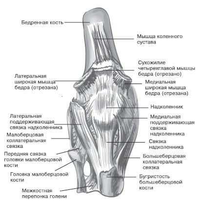 Боль в коленях. Найти и устранить причину Боль в коленях. Найти и устранить причину