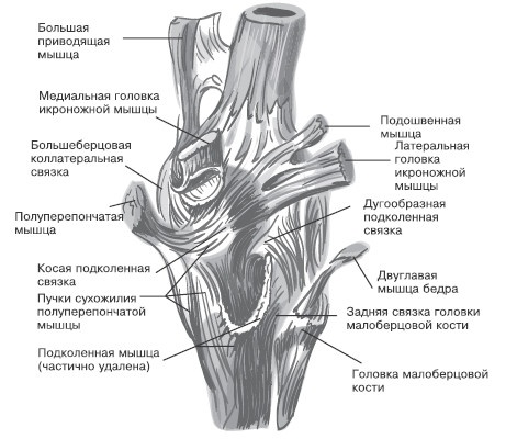 Боль в коленях. Найти и устранить причину Боль в коленях. Найти и устранить причину