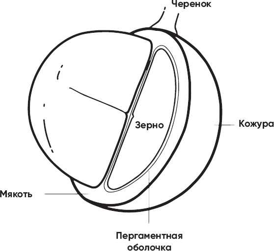 Кофеман. Как найти, приготовить и пить свой кофе Кофеман. Как найти, приготовить и пить свой кофе