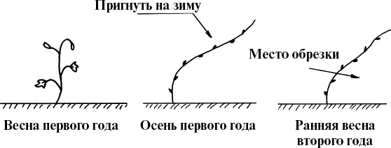 Виноград, малина, смородина, крыжовник и другие ягоды Виноград, малина, смородина, крыжовник и другие ягоды