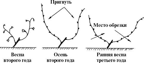 Виноград, малина, смородина, крыжовник и другие ягоды Виноград, малина, смородина, крыжовник и другие ягоды