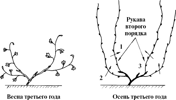 Виноград, малина, смородина, крыжовник и другие ягоды Виноград, малина, смородина, крыжовник и другие ягоды