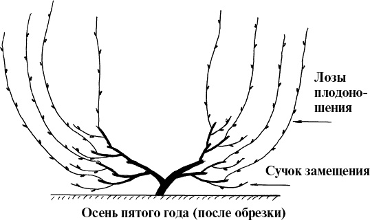 Виноград, малина, смородина, крыжовник и другие ягоды Виноград, малина, смородина, крыжовник и другие ягоды
