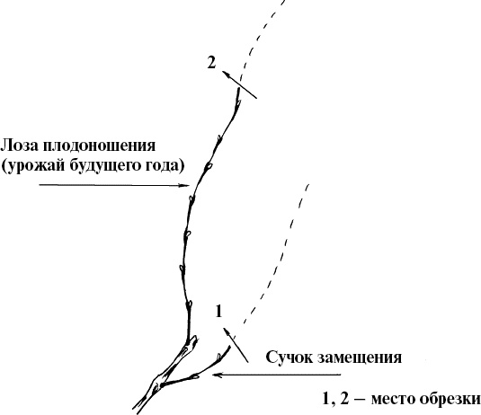 Виноград, малина, смородина, крыжовник и другие ягоды Виноград, малина, смородина, крыжовник и другие ягоды