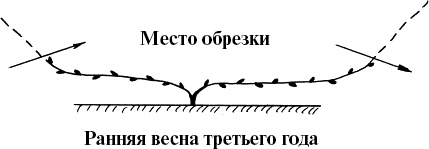 Виноград, малина, смородина, крыжовник и другие ягоды Виноград, малина, смородина, крыжовник и другие ягоды