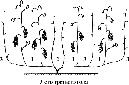 Виноград, малина, смородина, крыжовник и другие ягоды Виноград, малина, смородина, крыжовник и другие ягоды