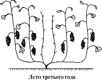 Виноград, малина, смородина, крыжовник и другие ягоды Виноград, малина, смородина, крыжовник и другие ягоды