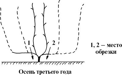 Виноград, малина, смородина, крыжовник и другие ягоды Виноград, малина, смородина, крыжовник и другие ягоды