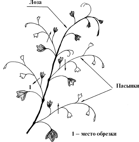 Виноград, малина, смородина, крыжовник и другие ягоды Виноград, малина, смородина, крыжовник и другие ягоды