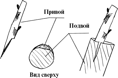 Виноград, малина, смородина, крыжовник и другие ягоды Виноград, малина, смородина, крыжовник и другие ягоды