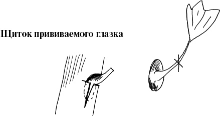 Виноград, малина, смородина, крыжовник и другие ягоды Виноград, малина, смородина, крыжовник и другие ягоды