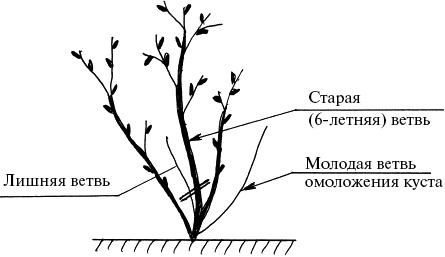 Виноград, малина, смородина, крыжовник и другие ягоды Виноград, малина, смородина, крыжовник и другие ягоды