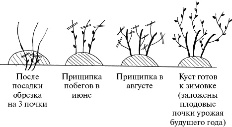 Виноград, малина, смородина, крыжовник и другие ягоды Виноград, малина, смородина, крыжовник и другие ягоды