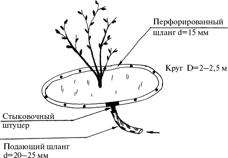 Виноград, малина, смородина, крыжовник и другие ягоды Виноград, малина, смородина, крыжовник и другие ягоды