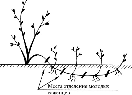 Виноград, малина, смородина, крыжовник и другие ягоды Виноград, малина, смородина, крыжовник и другие ягоды
