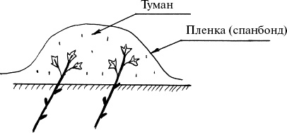 Виноград, малина, смородина, крыжовник и другие ягоды Виноград, малина, смородина, крыжовник и другие ягоды