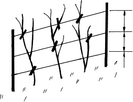 Виноград, малина, смородина, крыжовник и другие ягоды Виноград, малина, смородина, крыжовник и другие ягоды