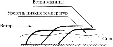 Виноград, малина, смородина, крыжовник и другие ягоды Виноград, малина, смородина, крыжовник и другие ягоды