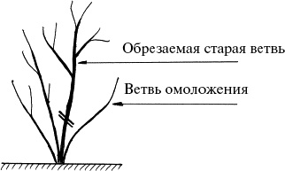 Виноград, малина, смородина, крыжовник и другие ягоды Виноград, малина, смородина, крыжовник и другие ягоды