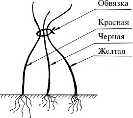 Виноград, малина, смородина, крыжовник и другие ягоды Виноград, малина, смородина, крыжовник и другие ягоды