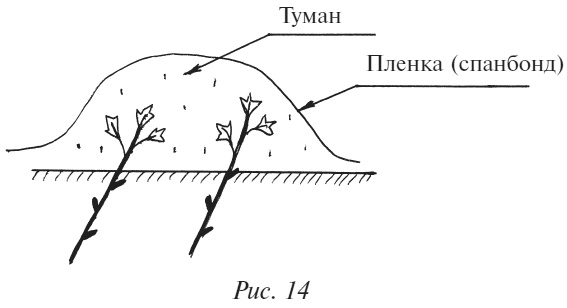 Плодовые кусты вашего сада Плодовые кусты вашего сада