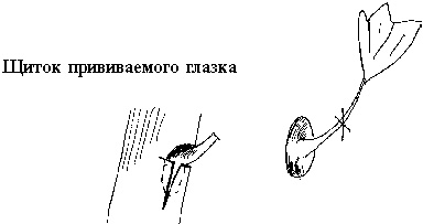 Виноград вашего сада в средней полосе России Виноград вашего сада в средней полосе России