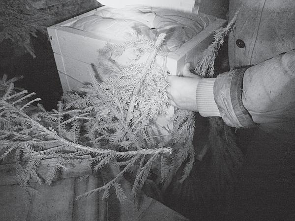 Пчеловодство для начинающих Пчеловодство для начинающих